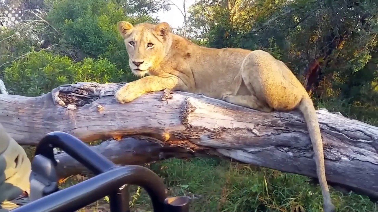 26 Incredible Safari Moments Caught on Camera