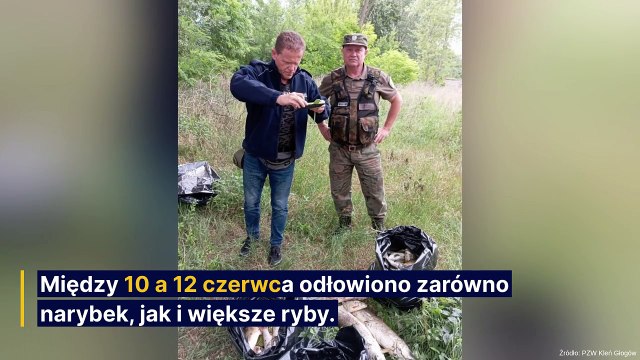 Alarm nad Odrą. Z wody wyłowiono setki kilogramów śniętych ryb