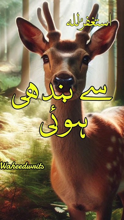 Deer 