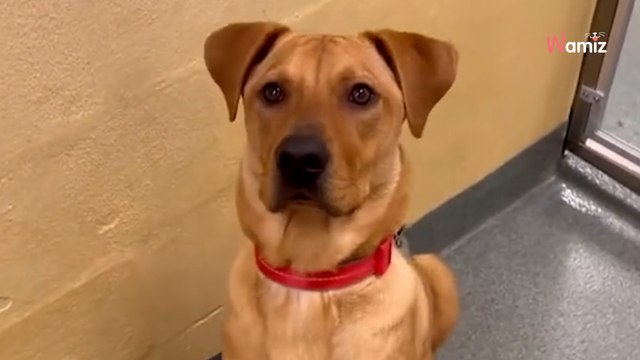 Ce toutou est abandonné 3 fois : une star internationale propose de couvrir ses frais d'adoption (vidéo)