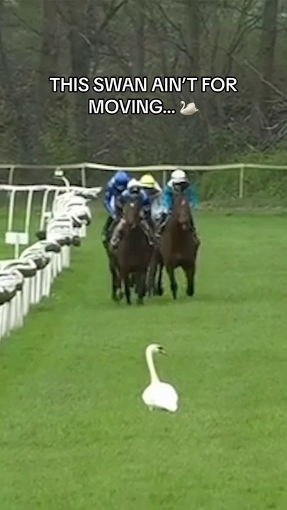 beautiful horses racing.
