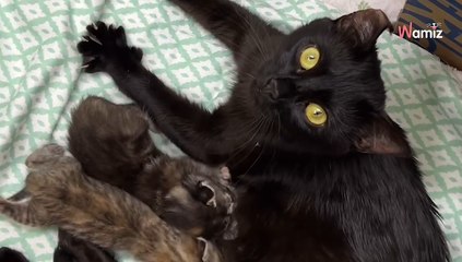 Des habitants d’un quartier se mobilisent pour sortir de la rue une chatte gestante