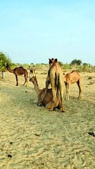 Desert Camels Behaviours.