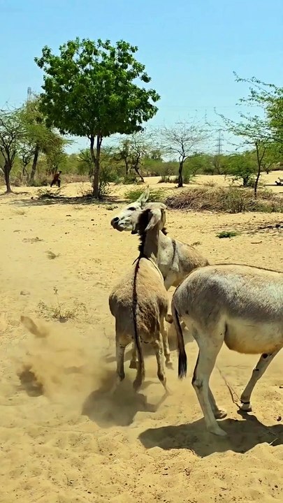 Crazy Donkeys.