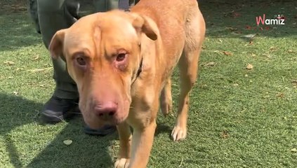 Ce chien traîné derrière un camion a les pattes en sang : les sauveteurs lancent une action spéciale pour lui (vidéo)