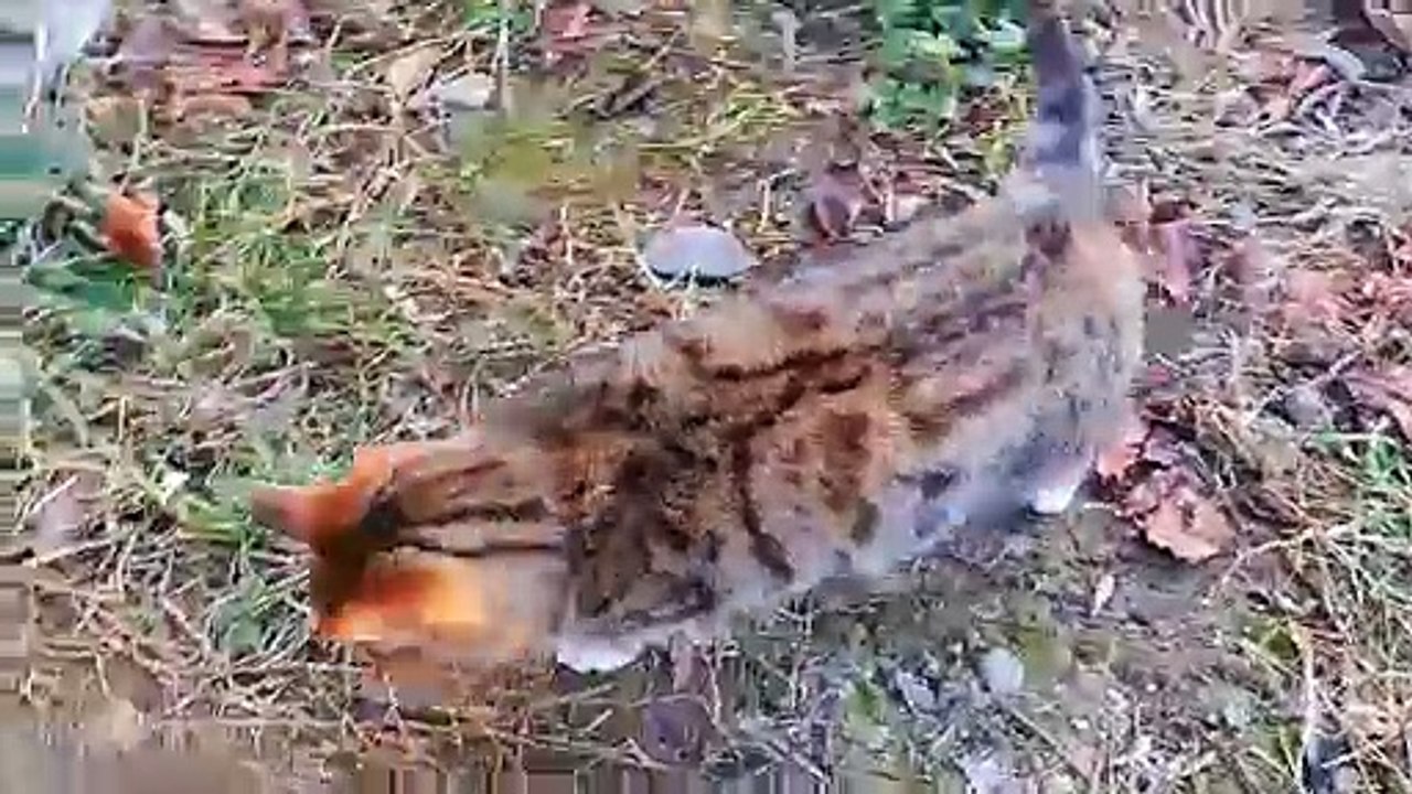 Cute, meowing, playing, beautiful kitten
