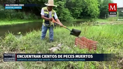 En Oaxaca, mueren más de 500 peces en el río 'Los Perros'