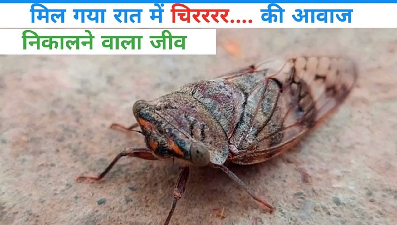 आखिर मिल ही गया चिररर | #towardthenature