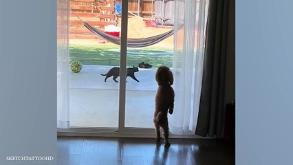 This FUNNY DOG Will Turn Your Day Around  Funniest Animal Videos