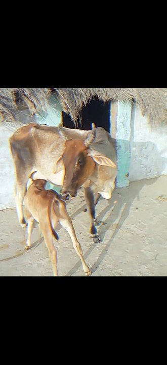 Cow 