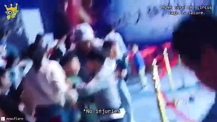 Amazing_funny_When_Animals_Go_On_A_Rampage_And_Got_Caught_On_Camera_!Nesso