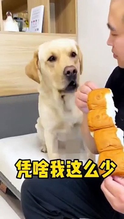 Comedy video Dailymotion fact viral reels