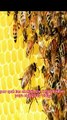 la importancia de las abejas en el medio ambiente
