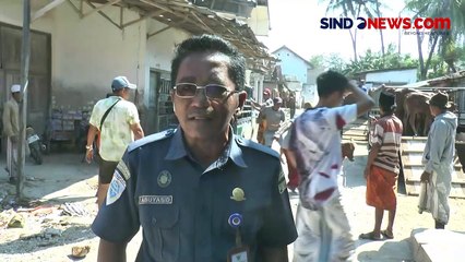 Puluhan Sapi di Sumenep Dilempar ke Laut karena Tidak Ada Dermaga Pelabuhan