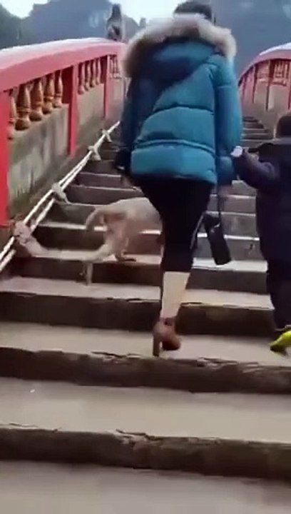 monkey movement