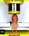 Egg VS Hydraulic Press #shorts #youtubeshorts #facts #crazyfacts
