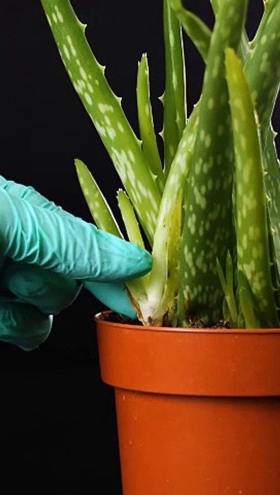 Growing plant hacks for your inner gardener#garden #plants hacks