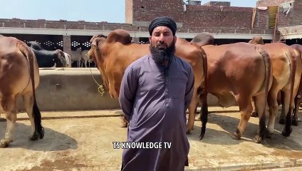 Biggest Bulls of Punjab 2024- Mujahid Khalid Farm House #bakramandi2024 #bakraeid #bulls #cow_mandi