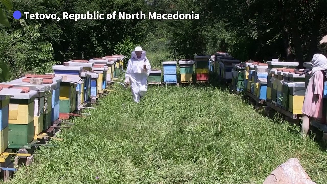 North Macedonia’s beekeepers face climate change challenge