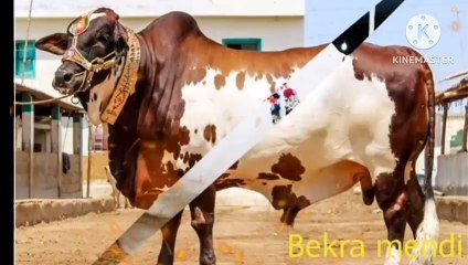 Chalo chalo bekra mendi