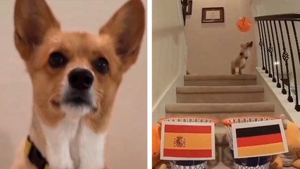 El nuevo Pulpo Paul: El Perro Steph Furry predice al próximo campeón de la Eurocopa