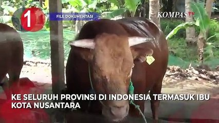 [TOP 3 NEWS] Jokowi Serahkan Sapi Kurban hingga KPK Minta Laporkan Keberadaan Harun Masiku