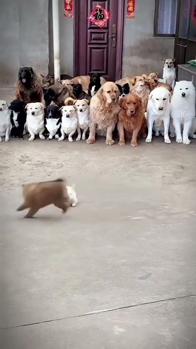 Rabbit Vs Dog 