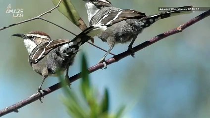 Climate Change Can Cause Birds to Alter Their Behavior in the Wrong Direction