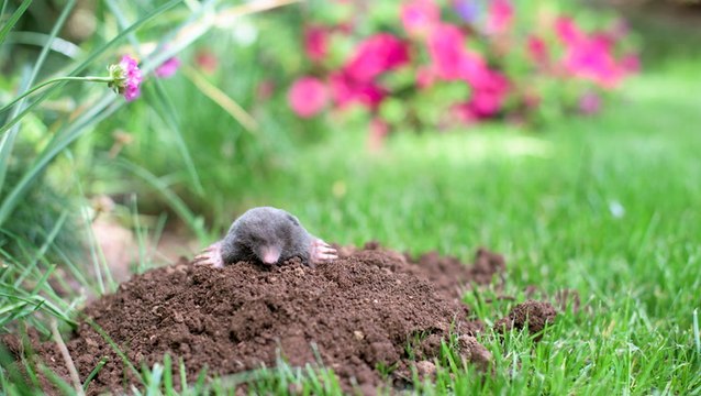How To Get Rid Of Moles In Your Yard, According To Experts