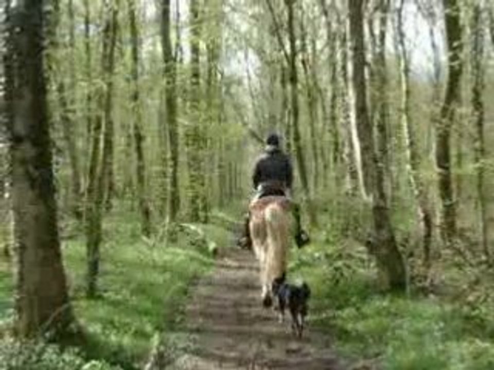 reggae au trot en foret