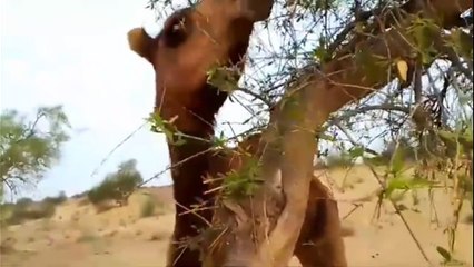 camels are grazing in the field