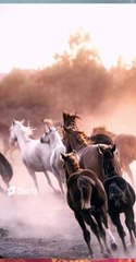 khawab me ghora (horse) dekhna, ghora mushki, safeed, zerd ya ablaq dekhna (1)