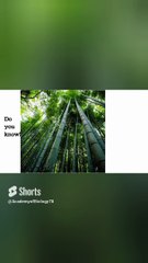 Fastest growing plant | fact about Bamboo