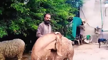 Top Most Expensive Qurbani Bakra in Pakistan 2024 World Fun Time