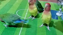 Birds playing basketball