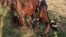 Pakistani beetal goats