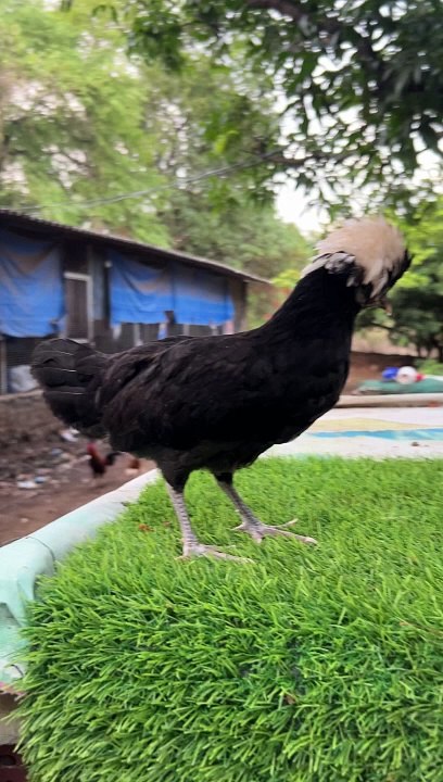 My First Video with Polish Cap Chicken