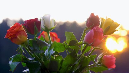 Beautiful Multi Colour Flowers Scene