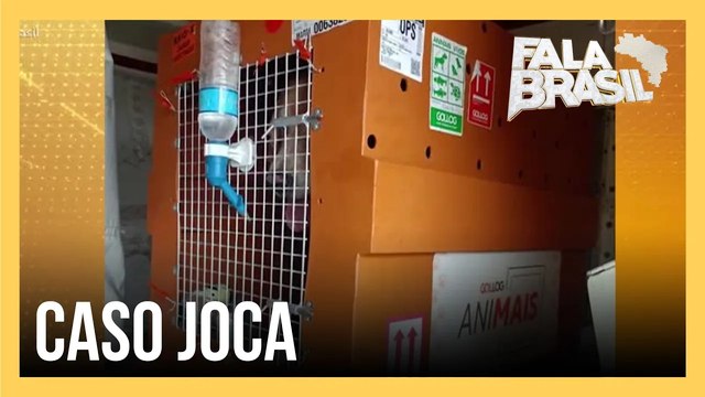 Caso Joca: novas imagens mostram caixa de cachorro sem segurança básica de transporte