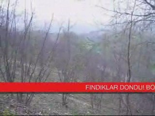 fındıklar dondan tamamen kurudu