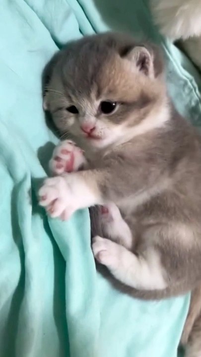 Meow  Billi
