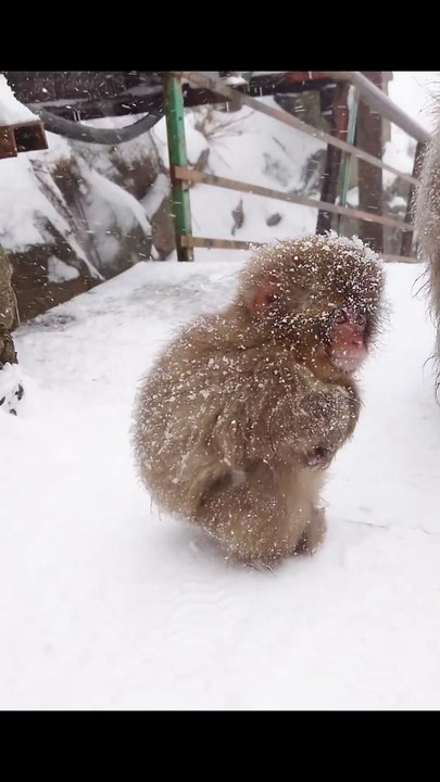 Monkey and snowfall
