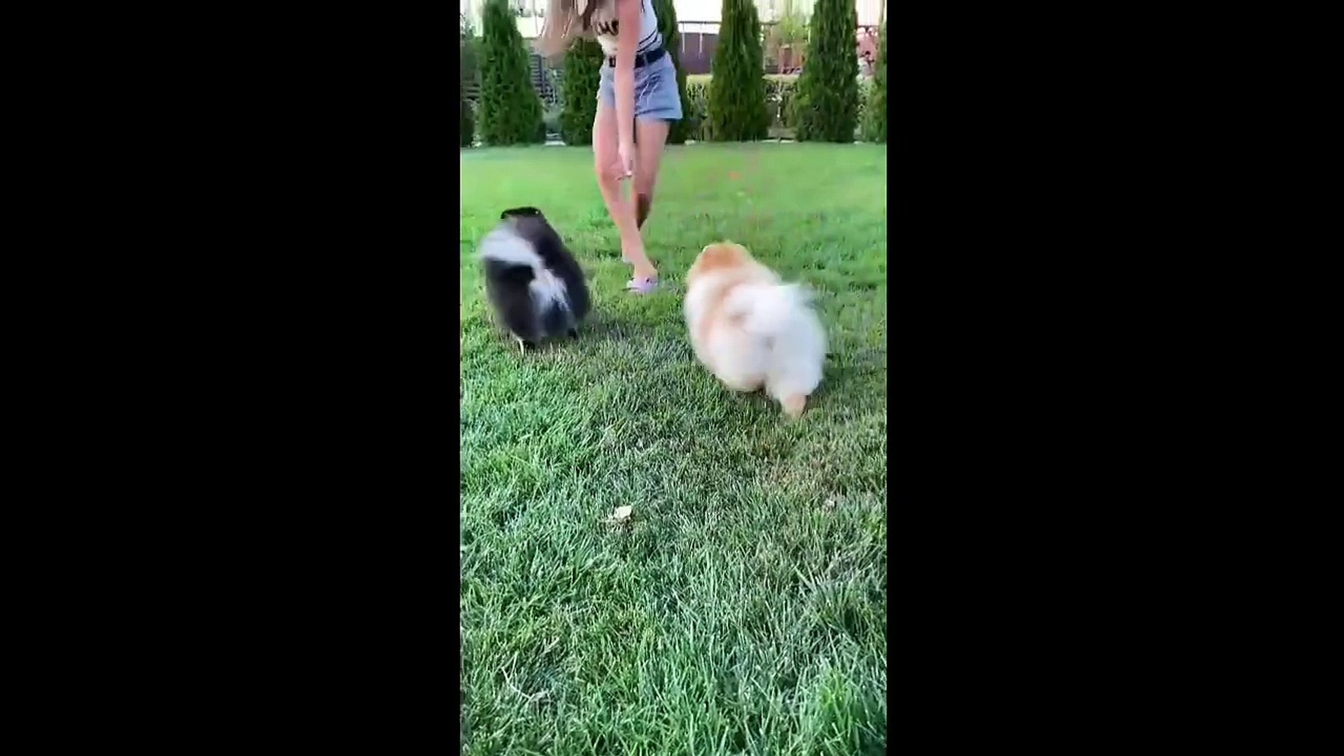 Funny animals Funny cats/ dogs Funny animal videos