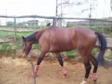 080413 - Quoeur - Longe trot, super transitions