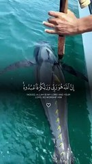 إِنَّ اللَّهَ هُوَ رَبِّي وَرَبُّكُمْ فَاعْبُدُوهُ