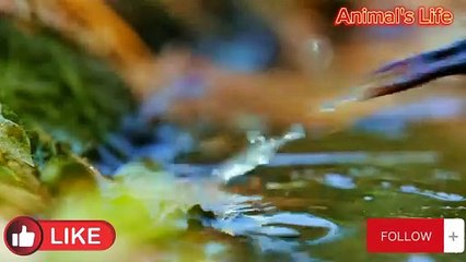 Savannah of South Africa and the dangerous animals that live in it