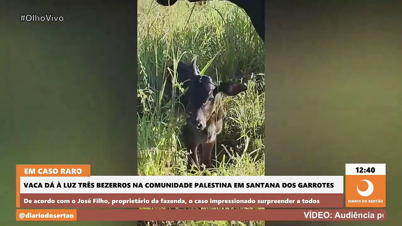 Em caso raro, vaca dá à luz três bezerros na zona rural de Santana dos Garrotes, no Vale do Piancó