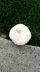 Rare Wild American Mushroom-Beauty of Nature