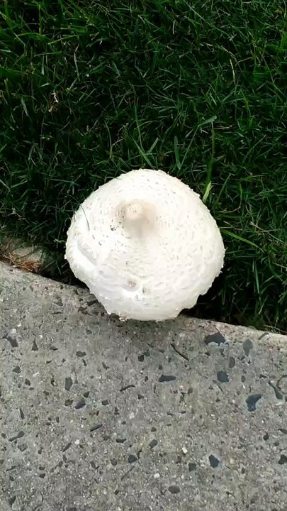 Rare Wild American Mushroom-Beauty of Nature