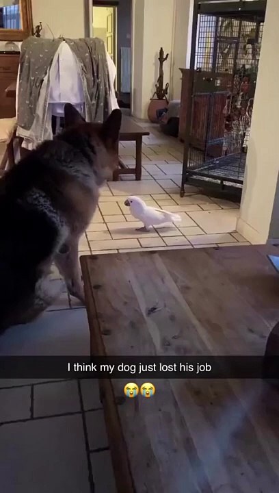 Furry: Bro forgot his lines were tweet Funny  Animal